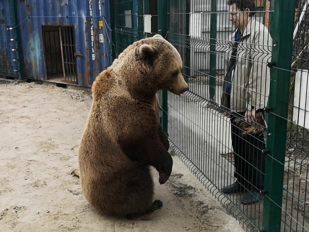 Медведь Мансур стал интернет-звездой