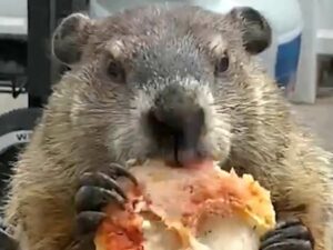 Пробуждение медведя из зимней спячки сняли на видео