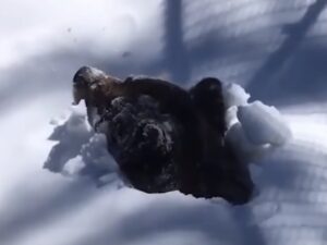 Пробуждение медведя из зимней спячки сняли на видео
