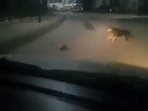 Бой ондатры с собакой в Якутии стал вирусным роликом