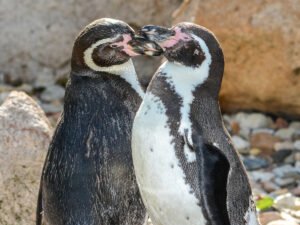 Пингвинята, устроившие первый в жизни заплыв, стали интернет-звездами