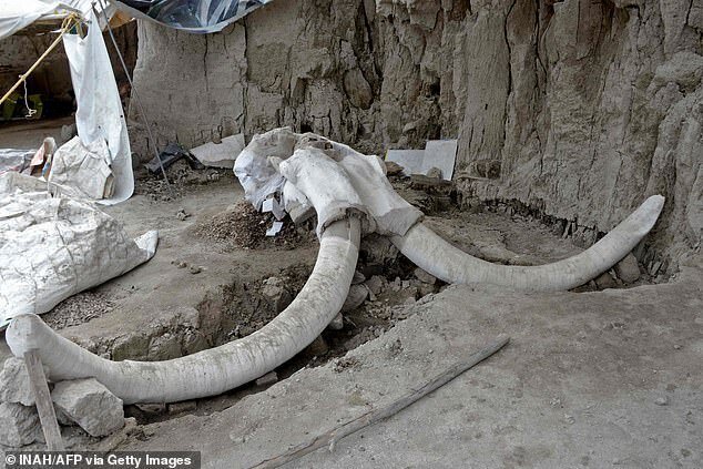 В Мексике обнаружено кладбище мамонтов