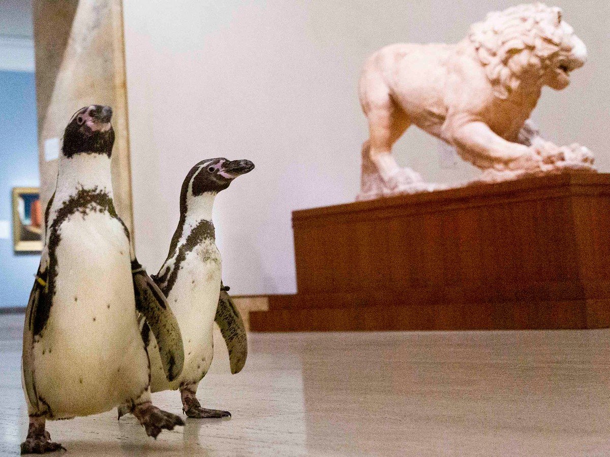 Пингвинам устроили «профилактическую» экскурсию в Музей искусств