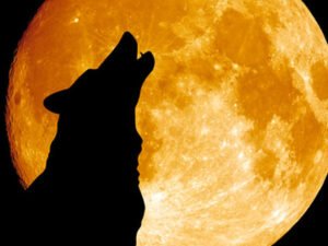 Астролог рассказала об опасности полнолуния в мае 2020