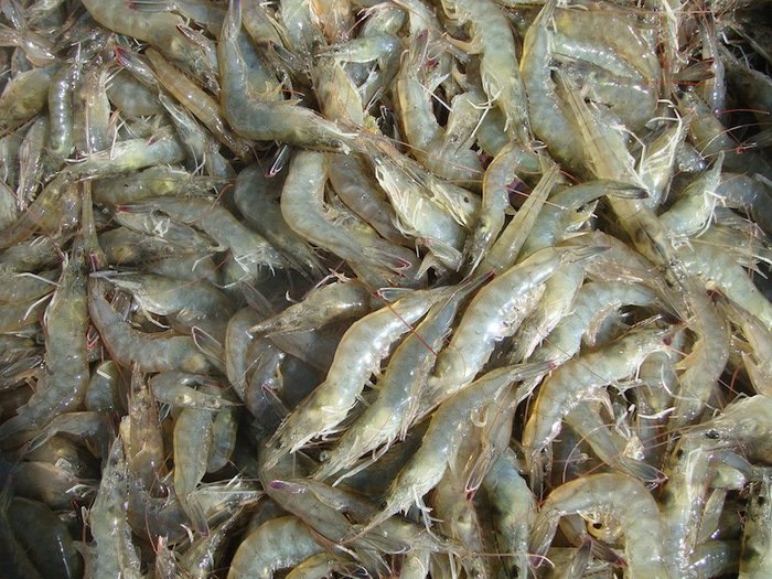 Животные, которых люди едят живыми