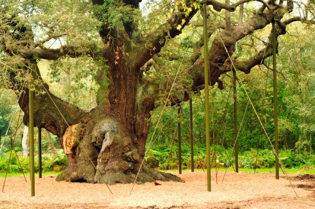 Самые известные в мире деревья, прославившиеся в кино, музыке и живописи