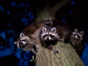 10 красавиц, послуживших прототипами героинь Disney 