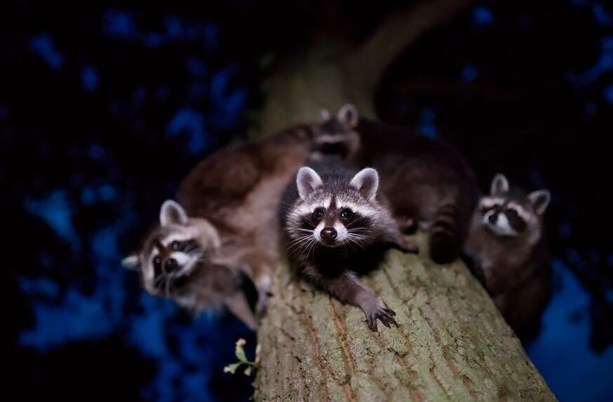 Природа завораживает: фото победителей GDT Nature Photographer of the Year 2020