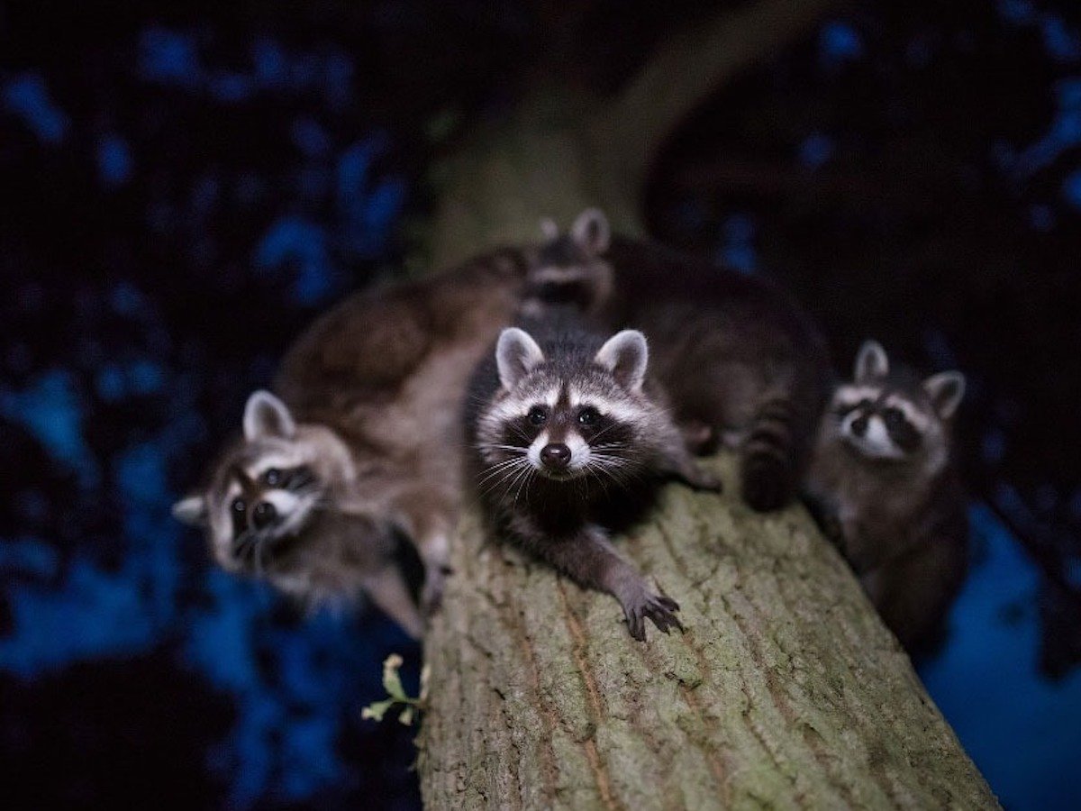 Лучший фотограф природы 2020