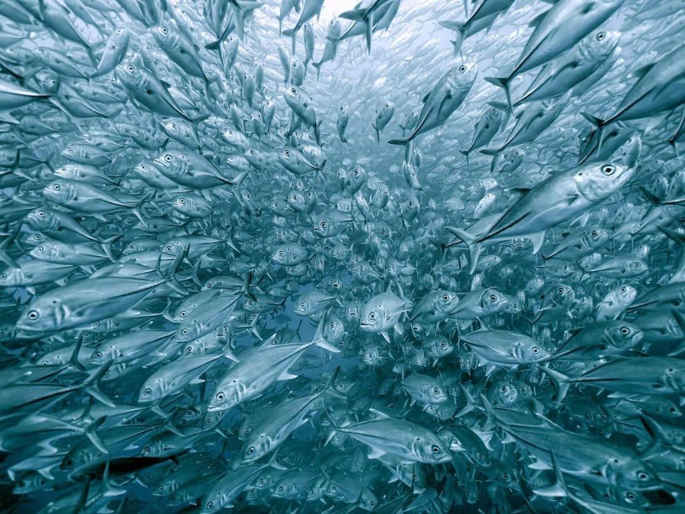 Лучший фотограф природы 2020