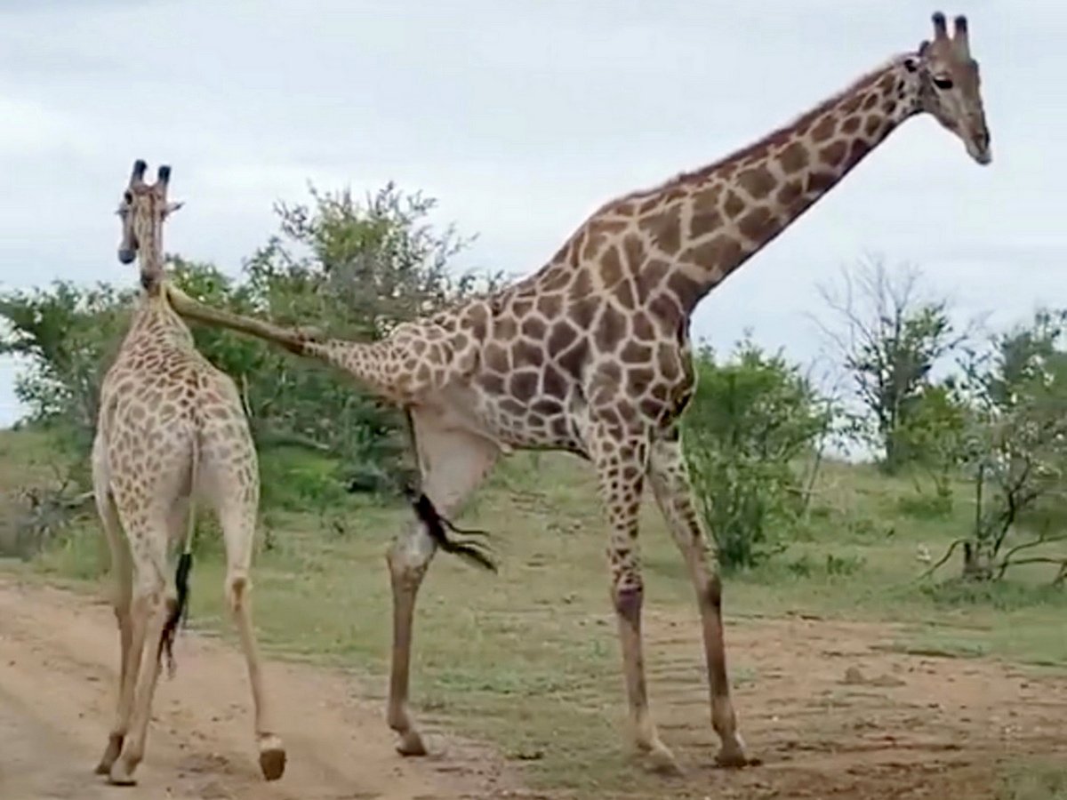 Два жирафа-акробата попали на видео
