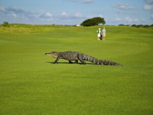Аллигатор на поле для гольфа
