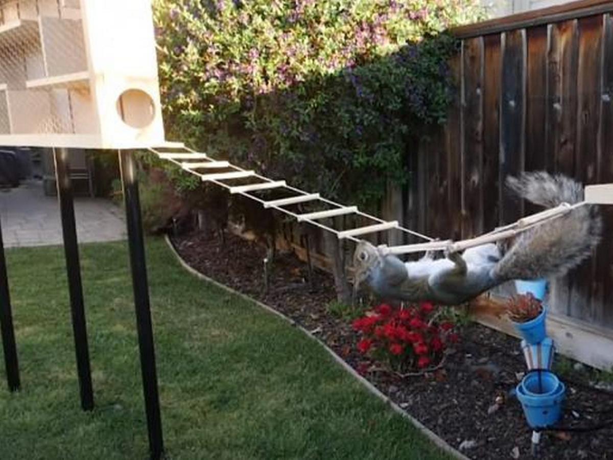 Бывший инженер NASA построил полосу препятствий для белок