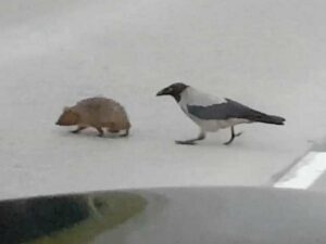 Ворона помогла ежику перейти через дорогу