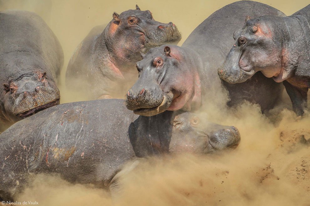 Лучшие фотографии Африки 2020