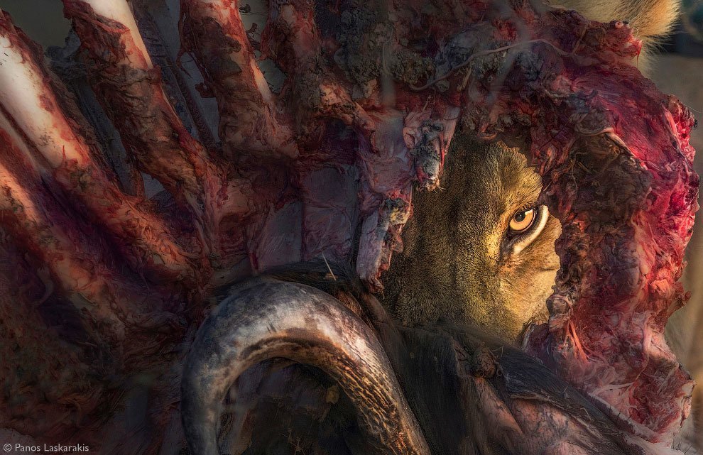 Лучшие фотографии Африки 2020