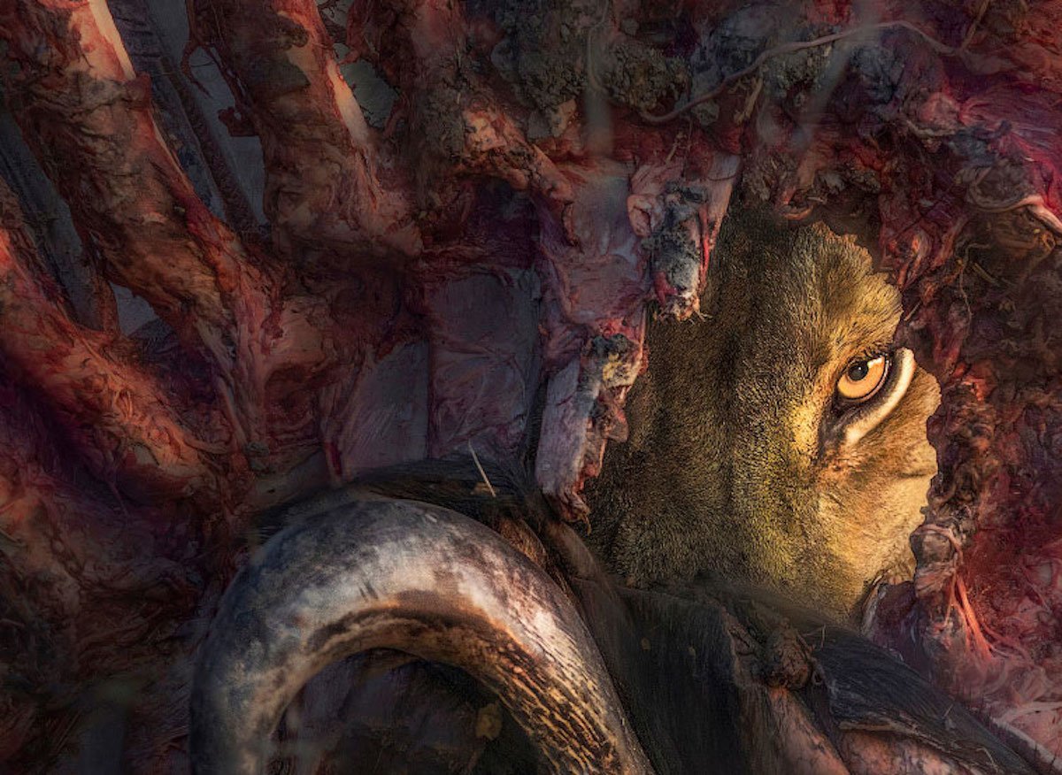 Лучшие фотографии Африки 2020