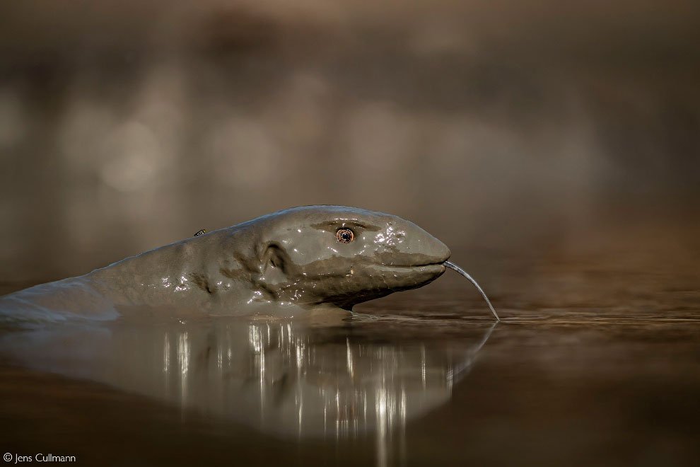 Лучшие фотографии Африки 2020