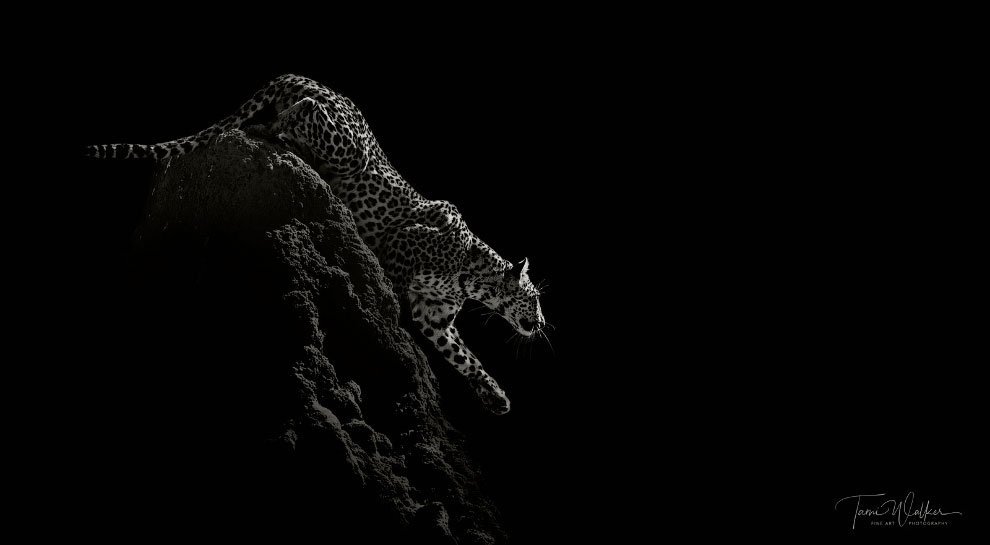 Лучшие фотографии Африки 2020