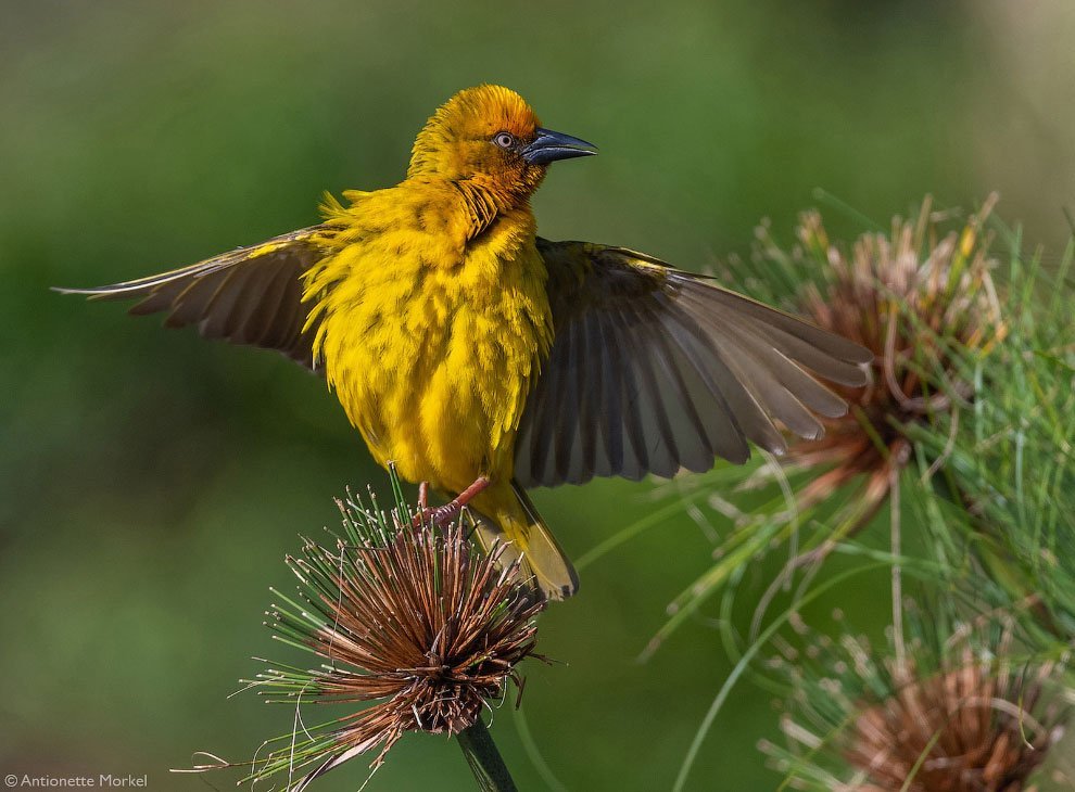 Лучшие фотографии Африки 2020