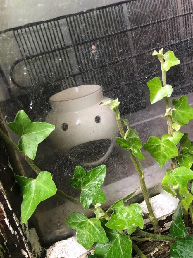 Что такое парейдолия, и почему мы видим лица там, где их нет