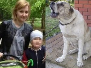 В Подмосковье алабай отгрыз руку матери-одиночке на глазах ее сына