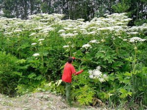 Ожоги от борщевика