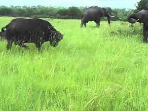 Слон внезапно атаковал буйвола и попал на видео