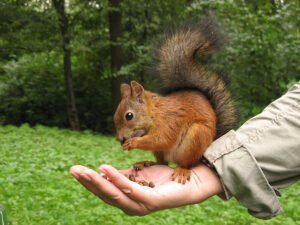 Посетители зоопарка до смерти накормили белок