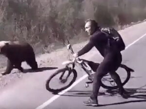 Отбился от медведя велосипедом