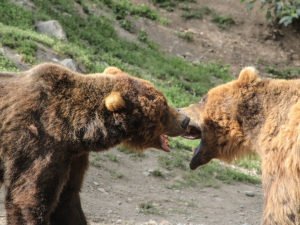 На границе России и Китая подрались два медведя