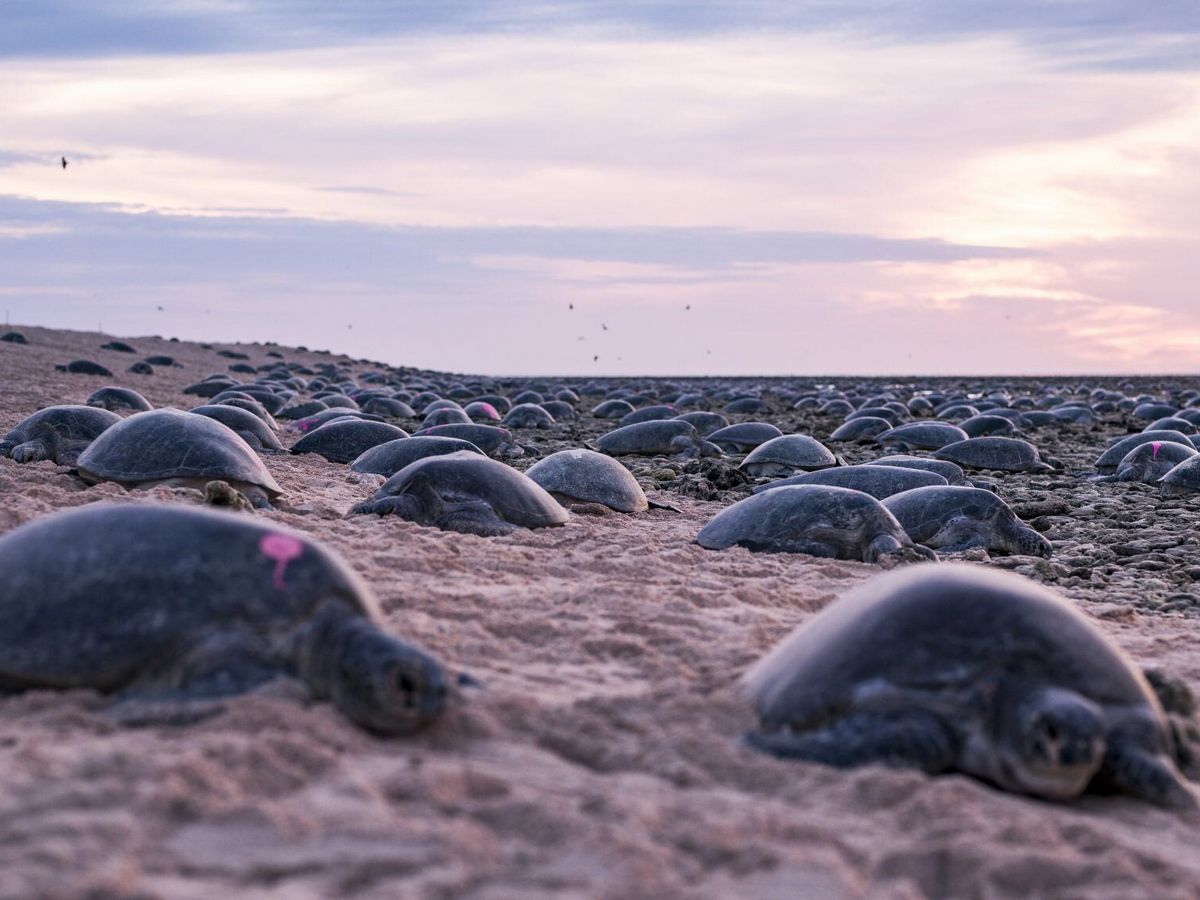 Скопление морских черепах в Коста-Рике