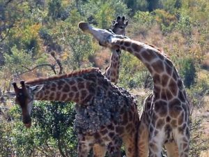 Потасовка двух жирафов в парке Крюгера