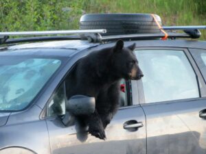 Медведь разгромил салон автомобиля