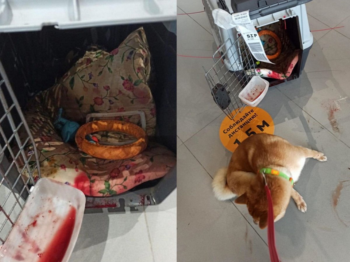 собака получила увечий при перелете "Аэрофлотом"