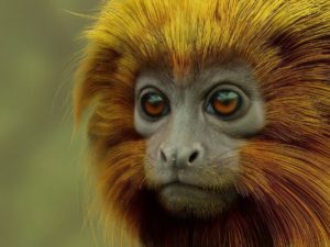Чирикающая обезьяна набирает популярность в Сети