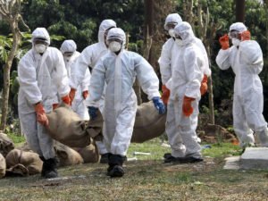 В Китае обнаружили новый штамм свиного гриппа 