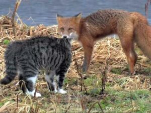 Конфликт лисы и дикого кота попал на видео