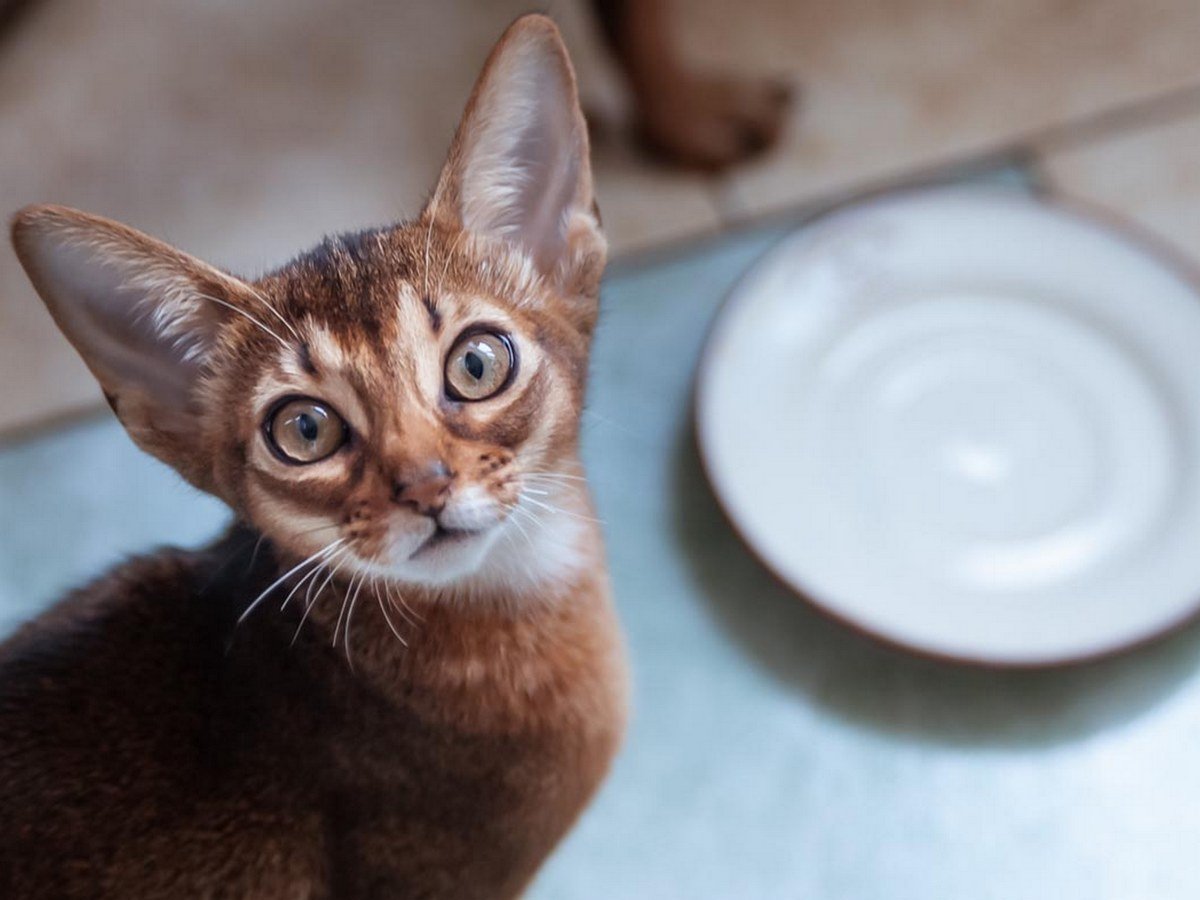 Видео с очень голодным котом стало вирусным в Сети
