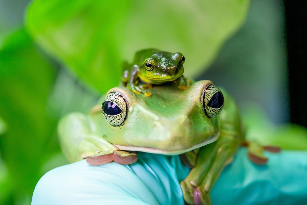 Победители конкурса фотографий BIAZA 2020