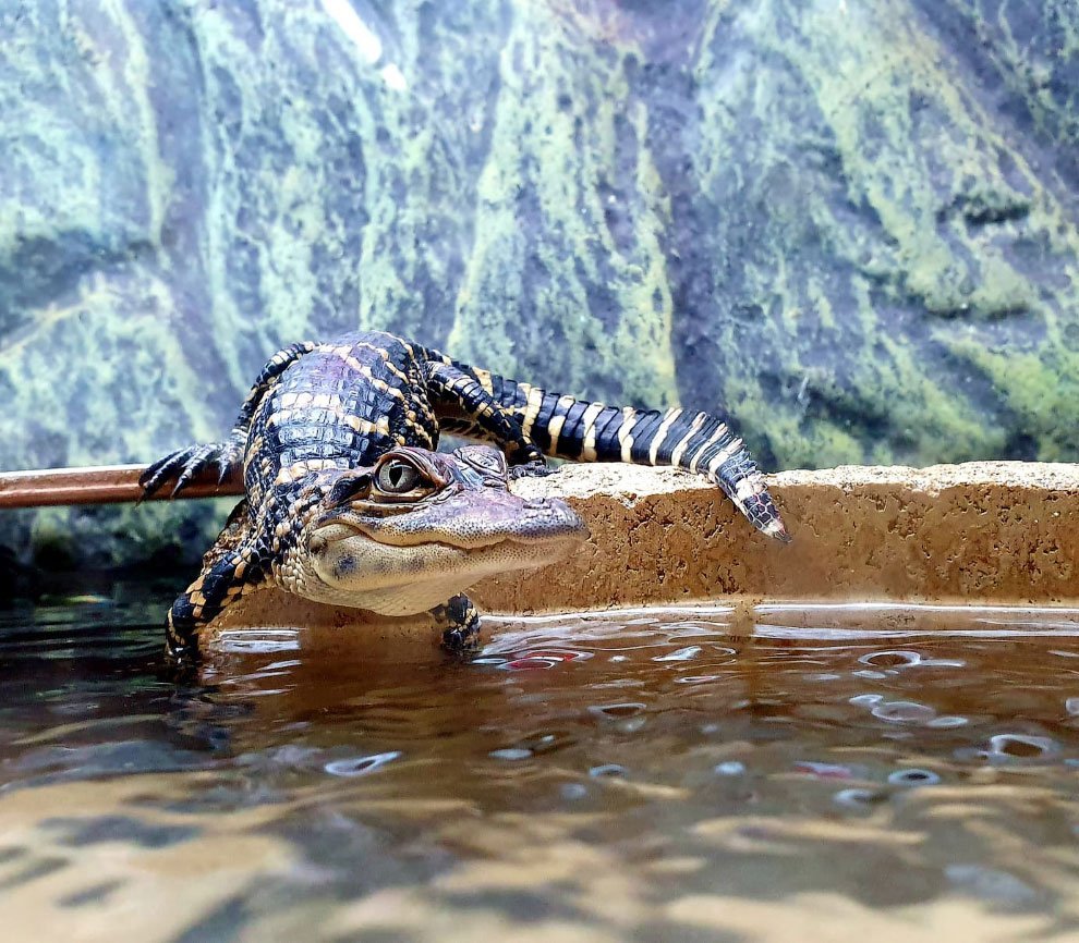 Победители конкурса фотографий BIAZA 2020