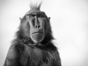 Курьезы и конфузы на открытиях Олимпийских игр