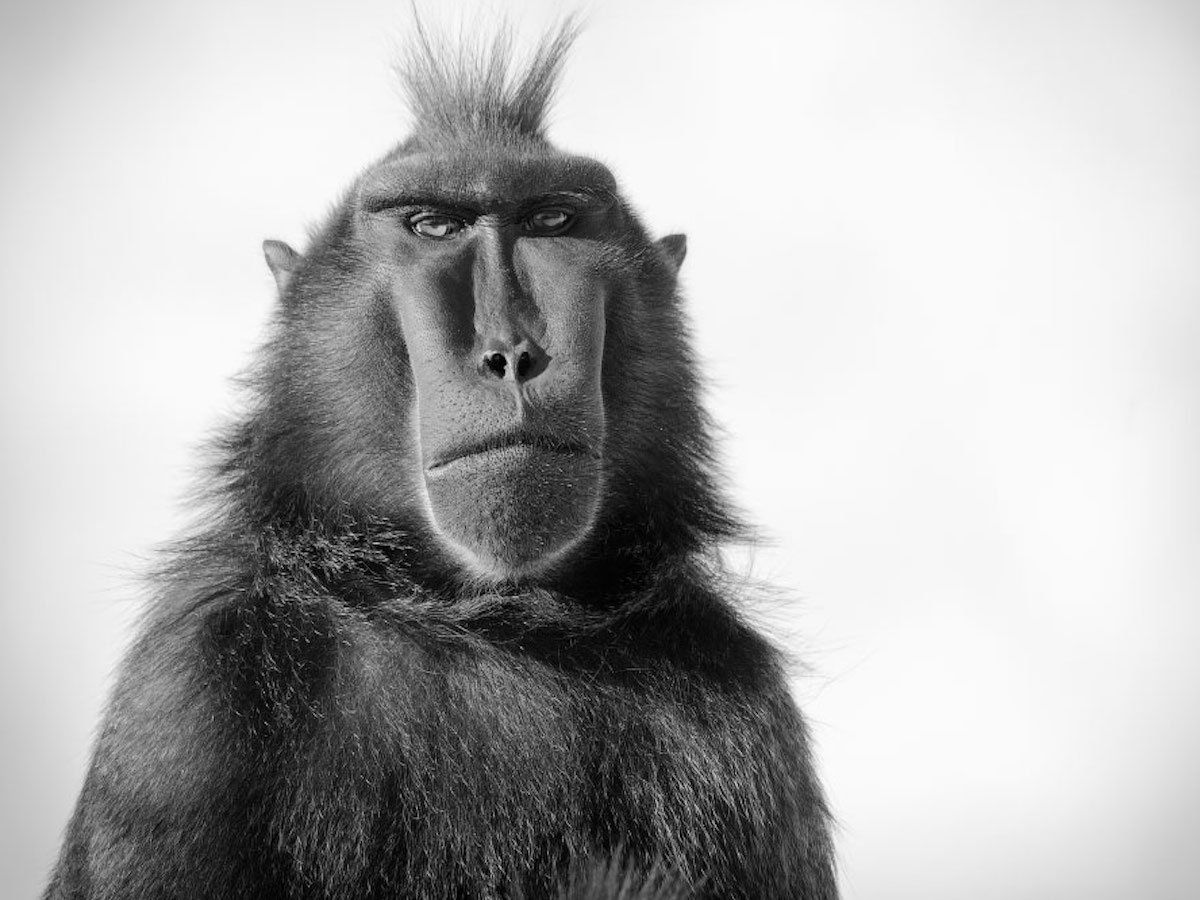 Победители конкурса фотографий BIAZA 2020