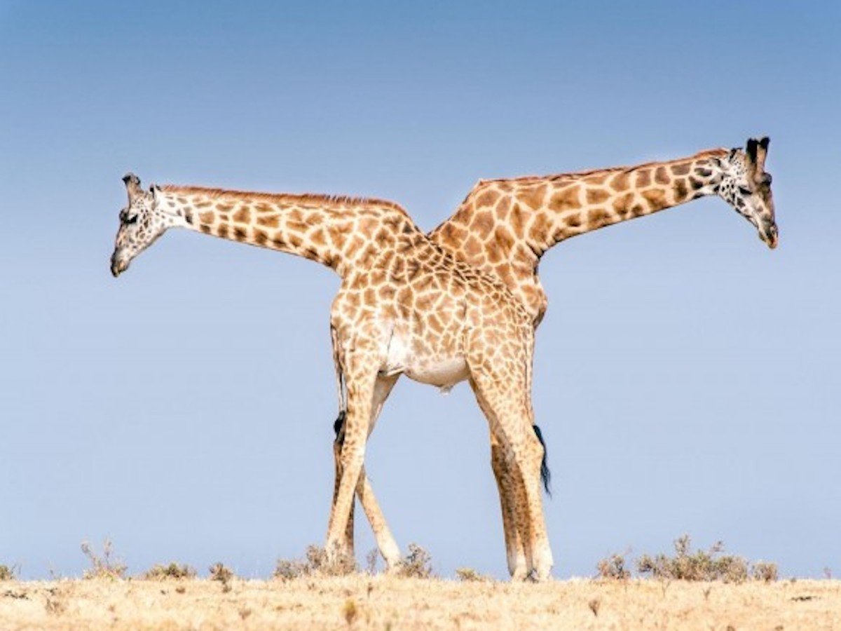 Ракурс решает все: оптические иллюзии в фотографии