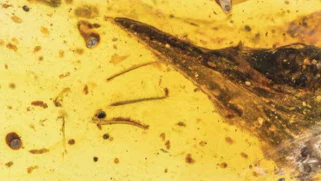 Малоизвестные факты о динозаврах