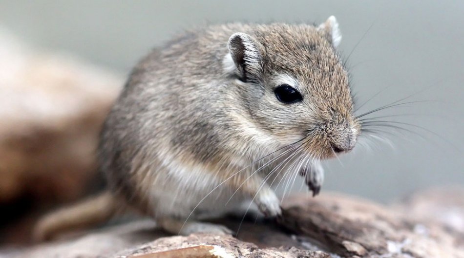 Удивительные факты со всего мира в фотографиях