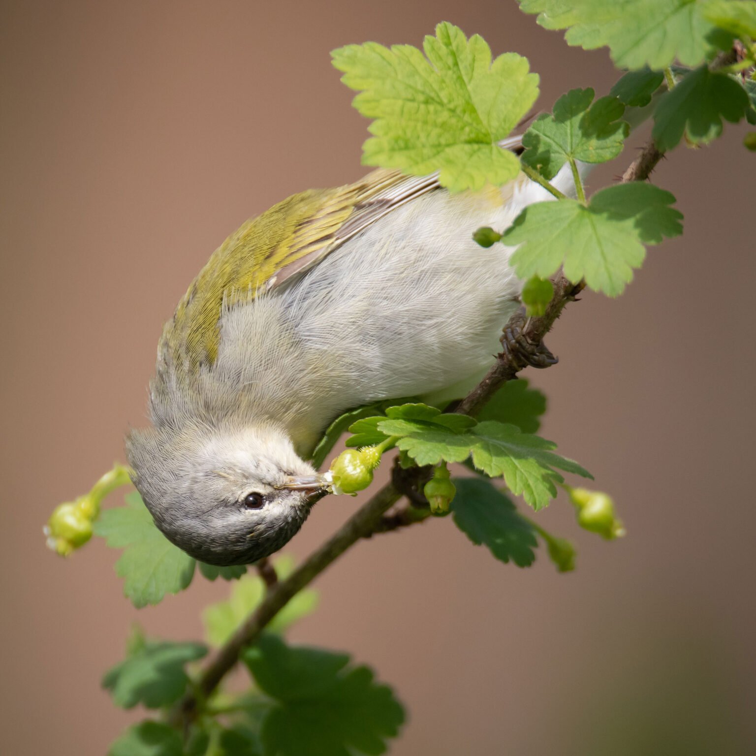 10 лучших фотографий птиц с конкурса Audubon Photography Awards 2020