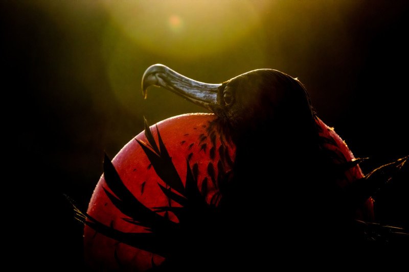 10 лучших фотографий птиц с конкурса Audubon Photography Awards 2020