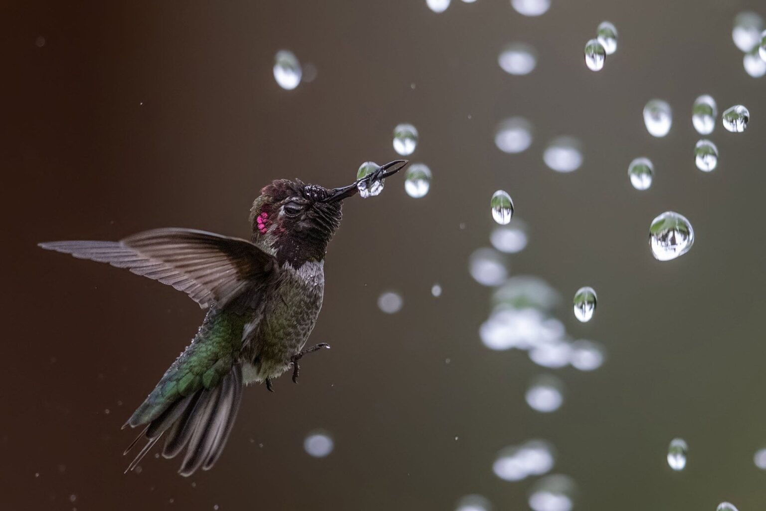 10 лучших фотографий птиц с конкурса Audubon Photography Awards 2020