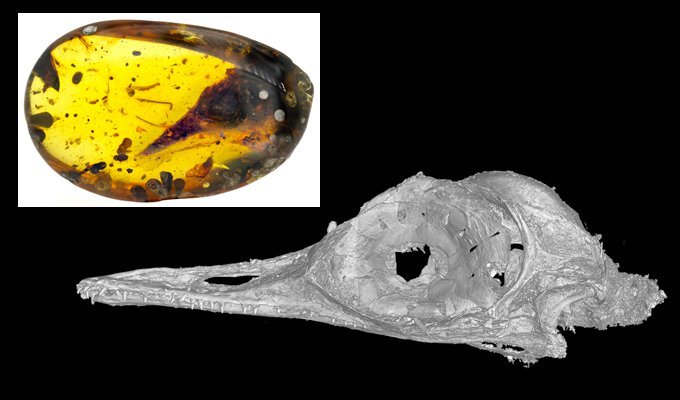 Малоизвестные факты о динозаврах